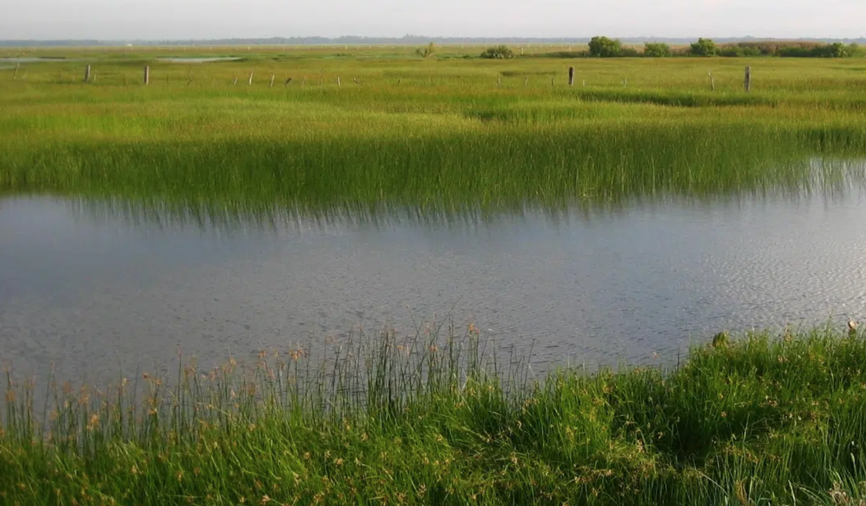 La loi sur la restauration de la nature sur le point de devenir une réalité ?